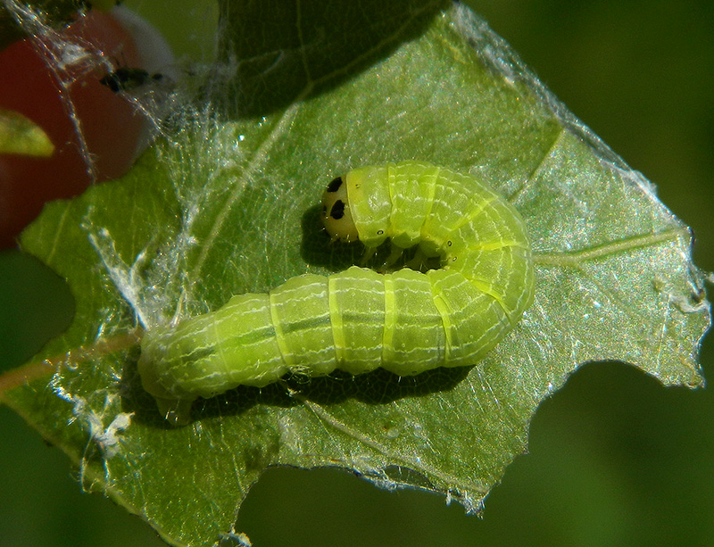 Sfarfallamenti di Boudinotiana notha - Geometridae